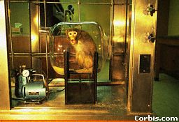 get down with the uh monkey, yeah monkeyz = cool